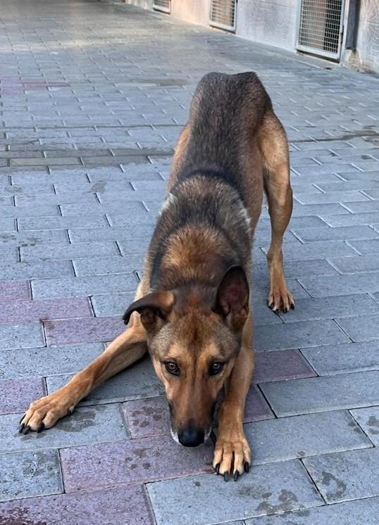 ULISSE LUPETTO Foto 2